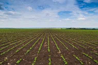 Baharda tarlada taze yeşil soya bitkileri. Sıralar dolusu taze soya fasulyesi. 