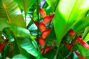 Heliconia, doğal Dwarf Jamaikalı. Yüksek kalite fotoğraf