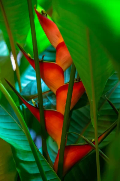 Heliconia Stricta Natuurlijke Dwerg Jamaicaanse Hoge Kwaliteit Foto — Stockfoto