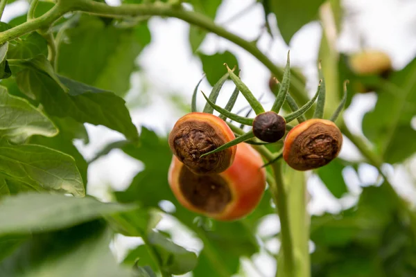 Frutas Tomate Jóvenes Verdes Inmaduras Afectadas Por Pudrición Del Extremo —  Fotos de Stock