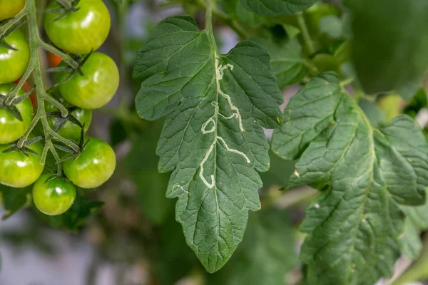 nightshade miner on a tomato leaf in a greenhouse. High quality photo