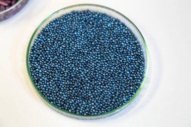 Makro. Laboratuvardaki bir petri kabında işlenmiş mavi kolza tohumu tohumları. Yüksek kalite fotoğraf