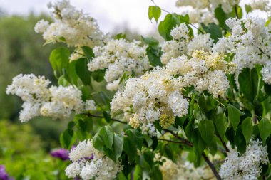 Çiçekli sarı leylak renkli Primrose Şırıngası. Yüksek kalite fotoğraf