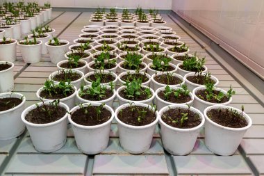 Pancar fidanlı beyaz kaplar, yapay iklimde bezelye. Yüksek kalite fotoğraf