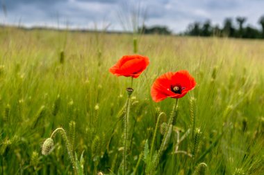 Yeşil buğday tarlasında papaver rhoeas