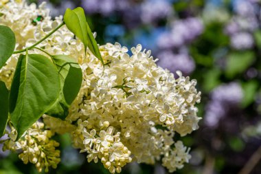 Çiçekli sarı leylak renkli Primrose Şırıngası. 
