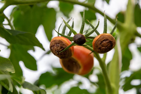 Ще зелені, нестиглі, молоді томатні фрукти, які постраждали від гниття кінця цвітіння. Цей фізіологічний розлад у помідорах, викликаний дефіцитом кальцію . — стокове фото