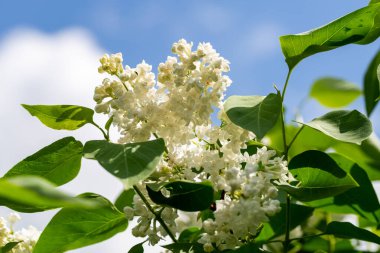 Çiçekli sarı leylak renkli Primrose Şırıngası. 