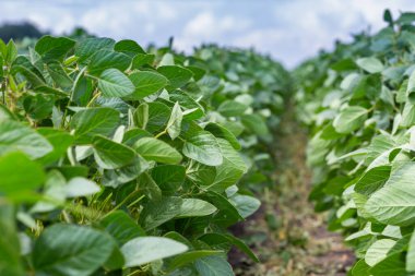 Bir yaz günü mavi gökyüzünün altındaki soya fasulyesi tarlasına yakın çekim.