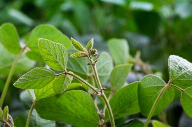 Güneşli tarlada soya çiçekleri. Yeşil fasulye yetiştiriyorum.