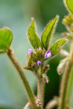 Güneşli tarlada soya çiçekleri. Yeşil fasulye yetiştiriyorum.