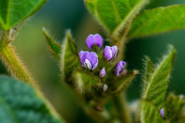 Güneşli tarlada soya çiçekleri. Yeşil fasulye yetiştiriyorum.