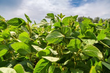 Bir yaz günü mavi gökyüzünün altındaki soya fasulyesi tarlasına yakın çekim.
