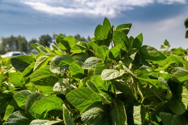 Bir yaz günü mavi gökyüzünün altındaki soya fasulyesi tarlasına yakın çekim.