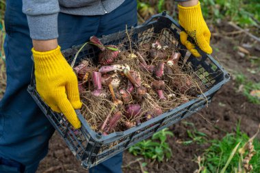 Bahçe budama makası sarıdır. Eldivenli eller. Topraksız gladioli ampulü