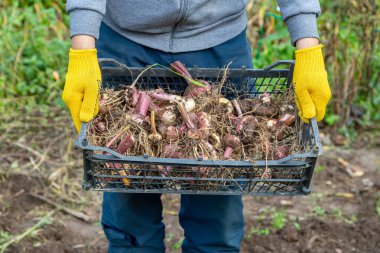 Bahçe budama makası sarıdır. Eldivenli eller. Topraksız gladioli ampulü