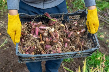 Bahçe budama makası sarıdır. Eldivenli eller. Topraksız gladioli ampulü