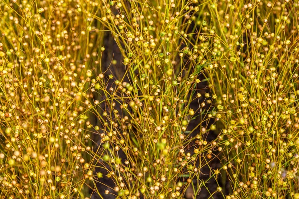 Goldenes Flachsfeld bei der Ernte — Stockfoto