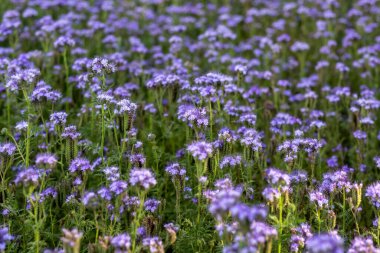 Tarla, arılar için özel bir bal bitkisi olan safra çiçekleri açıyor.