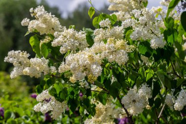 Çiçekli sarı leylak renkli Primrose Şırıngası. 