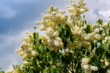 Çiçekli sarı leylak renkli Primrose Şırıngası. 