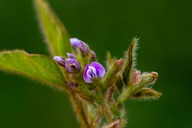 Güneşli tarlada soya çiçekleri. Yeşil fasulye yetiştiriyorum.