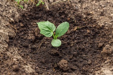 Topraktaki yeni salatalık filizleri.