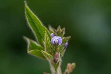 Güneşli tarlada soya çiçekleri. Yeşil fasulye yetiştiriyorum.