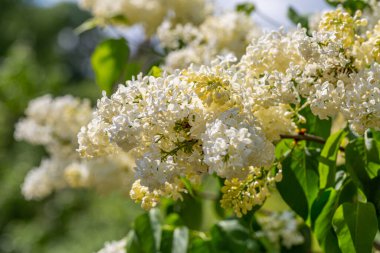 Çiçekli sarı leylak renkli Primrose Şırıngası. 