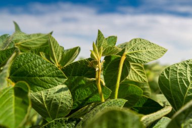 Güneşli tarlada soya çiçekleri. Yeşil fasulye yetiştiriyorum.