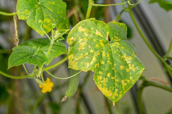 Salatalık peronosporozu. Psödoperonospore cubensis. Bir serada hastalıklı salatalık yaprakları.