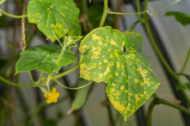 Salatalık peronosporozu. Psödoperonospore cubensis. Bir serada hastalıklı salatalık yaprakları.