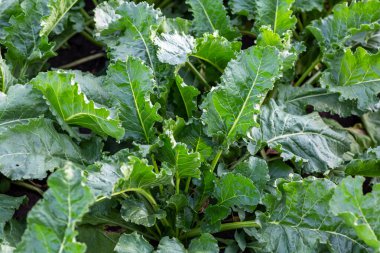 Yakın plan yeşil şeker pancarı yaprakları