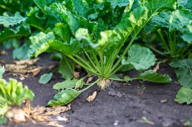 Şeker pancarı tarlası, tarım arazisi.