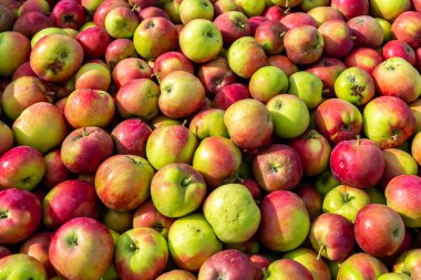 Toptan pazarda satılık konteynerin içinde kırmızı elmalar var.