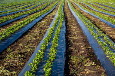 Çilek çiftliği ve tarımda