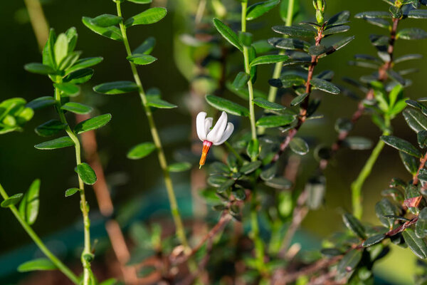 close-up of a garden flower Vaccinium macrocarpon in the garden