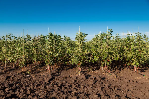 Äppelträd plantor i plantskolan på droppbevattning — Stockfoto