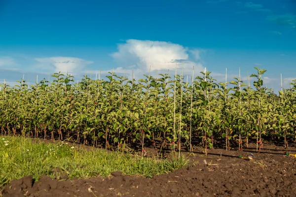 Apfelbaumsetzlinge in der Gärtnerei auf Tropfbewässerung — Stockfoto