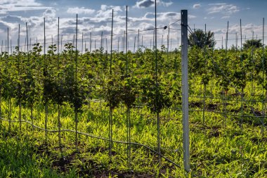 Bebek odasındaki elma ağacı fideleri damlatılıyor.