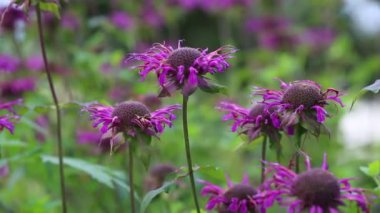 Bergamot Monarda didyma 'yı kapatın. Monarda Didyma Earl Grey çayını tatlandırmak için kullanılan bir Amerikan bitkisidir.