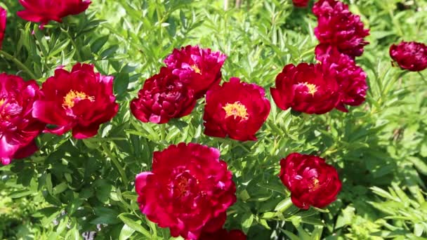 Paeonia Chervonnyj Oksamit flowers in garden — Stock Video