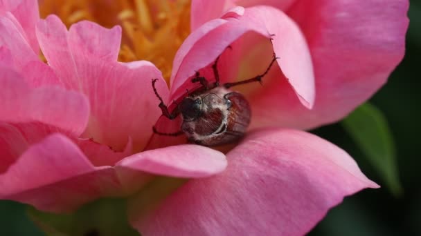 サンゴの牡丹の花びらを食べる — ストック動画