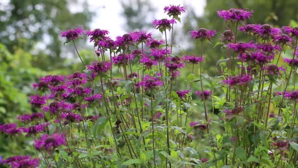 关闭bergamot Monarda didyma 。蒙娜达 · 迪迪玛（Monarda Didyma）是一种美国药草，用来调味伯爵茶 — 图库视频影像