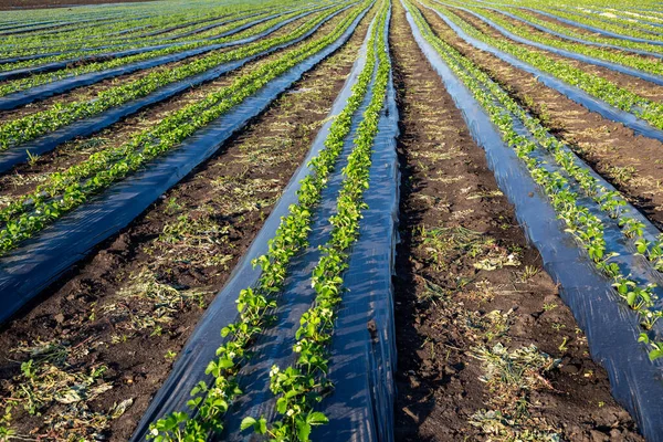 Plantación de fresas bajo lámina de mantillo y con riego por goteo. Plantas que crecen bajo láminas de plástico negro. — Foto de Stock