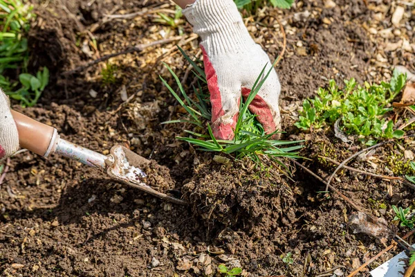 hands of gardener with weed in the vegetable garden