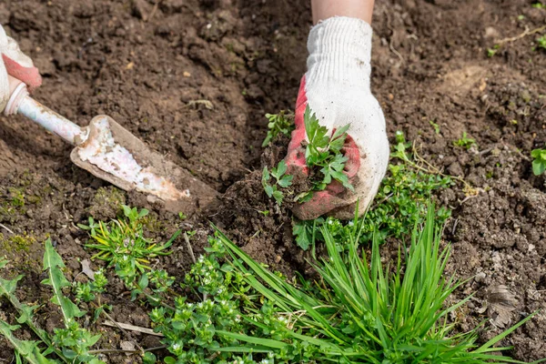 Hands of gardener with weed in the vegetable garden — Stock Photo, Image