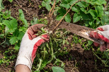 Ot köklü bir bahçıvanın elleri.