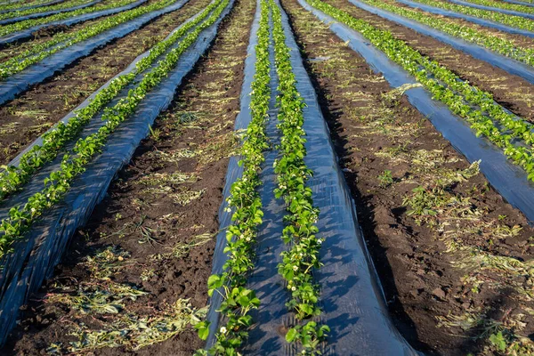 Plantação de morango sob folha de cobertura e com irrigação por gotejamento. Plantas que crescem sob folhas de plástico preto. — Fotografia de Stock