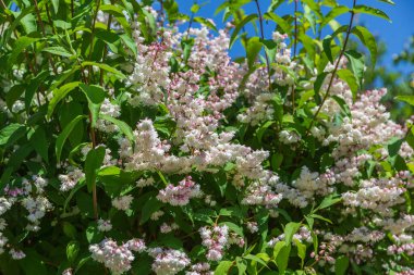güzel beyaz ve pembe tam çiçek - çalı baharda çiçeklenme deutzia scabra